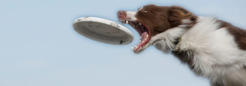 greatest dogs catching mamadisc