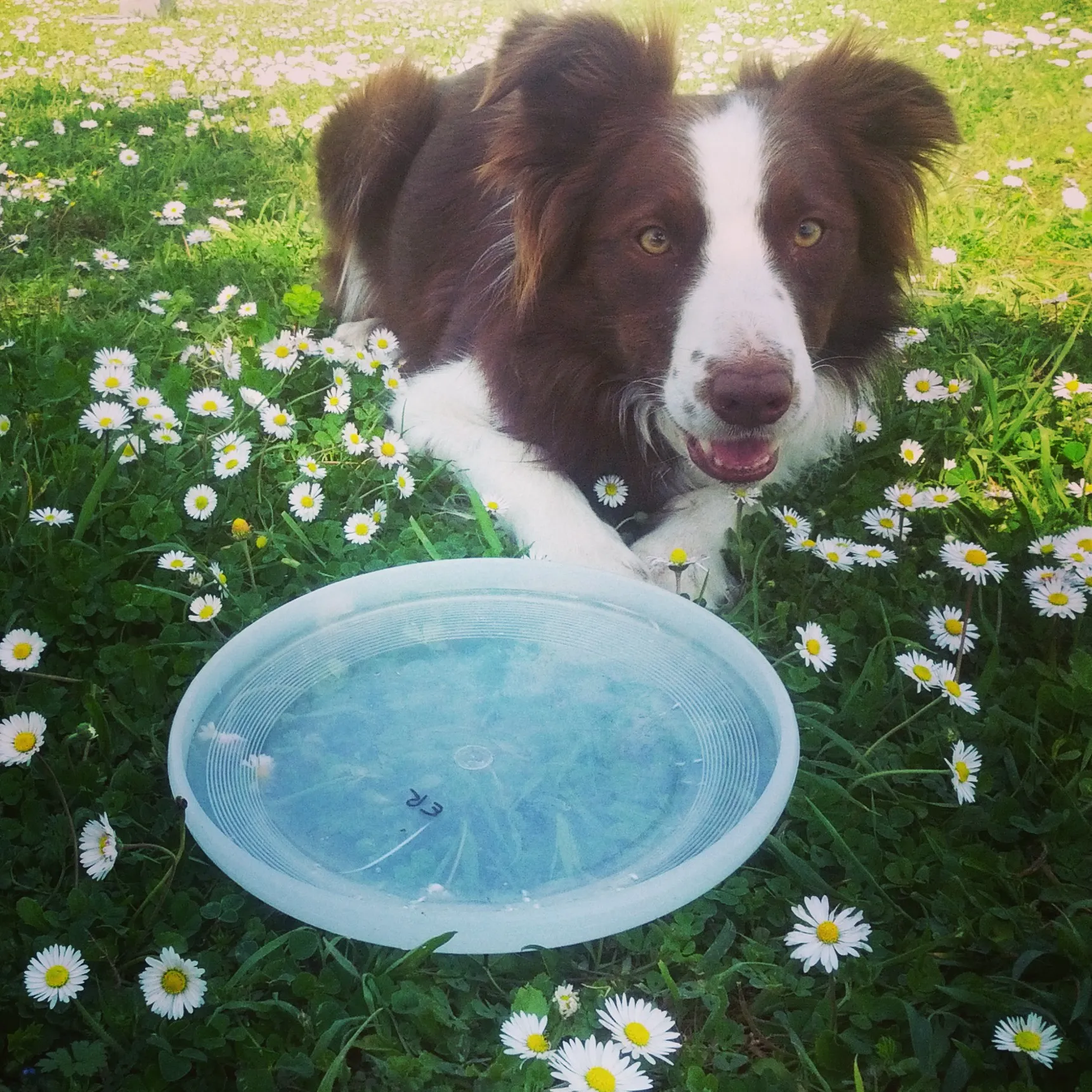 Mamadisc disc dogs news spring 2024
